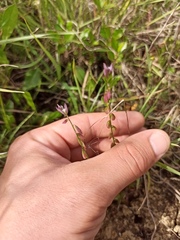 Polygala monspeliaca