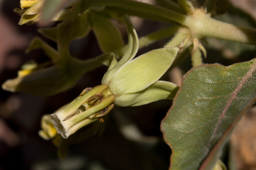 Zizotes milkweed (Asclepias oenotheroides)