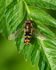 Epistrophella euchroma