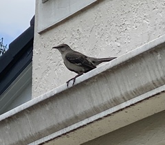Mimus polyglottos