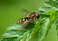 Epistrophella euchroma