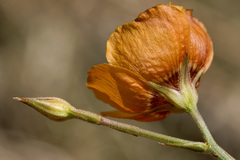 Linum puberulum