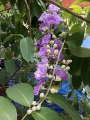 Lagerstroemia speciosa intermedia