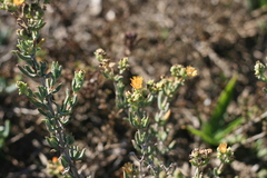 Delosperma testaceum