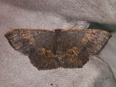 Serratophyga subangulata