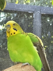 Melopsittacus