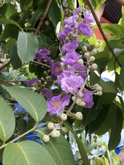 Lagerstroemia speciosa intermedia