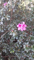 Rhododendron