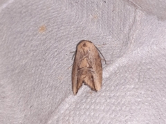 Strotihypera macroplaga