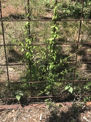 Metastelma barbigerum