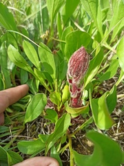 Orobanche foetida