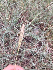 Dichanthium annulatum