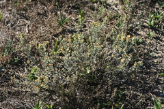 Delosperma testaceum