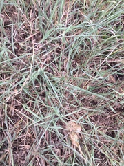 Dichanthium annulatum