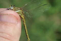 Crenigomphus hartmanni
