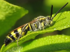 Dielis trifasciata