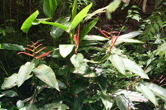 Heliconia adflexa