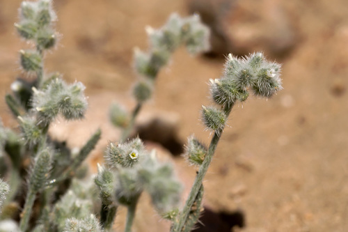 low cryptantha (Cryptantha pusilla)