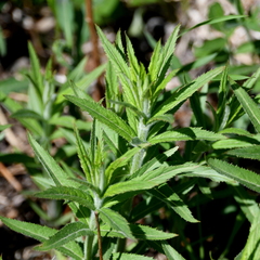 Veronicastrum virginicum