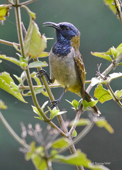 Anabathmis reichenbachii