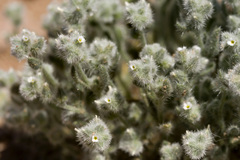 Johnstonella pusilla