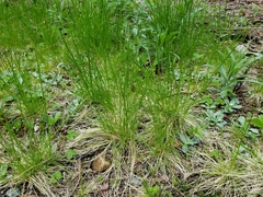 Deschampsia elongata