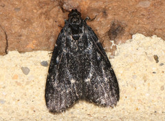 Stericta carbonalis