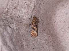 Lobesia aeolopa