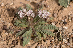 Phacelia arizonica
