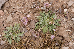 Phacelia arizonica