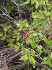 Plagiotrochus quercusilicis