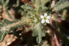 Ipomopsis polycladon