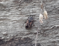 Rhyparochromus