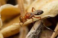 Miscophini