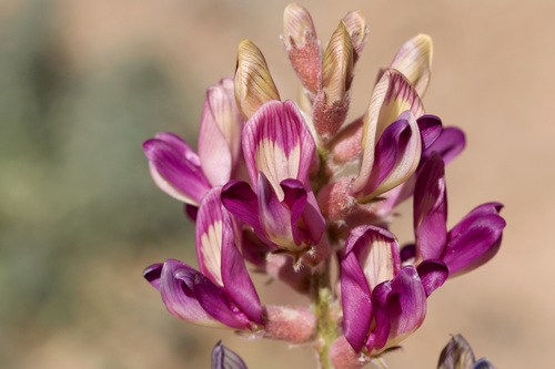Astragalus tephrodes var. tephrodes