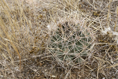 Coryphantha robustispina uncinata