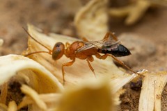 Miscophini