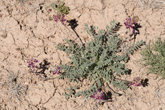 Astragalus tephrodes tephrodes