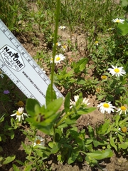 Helenium microcephalum