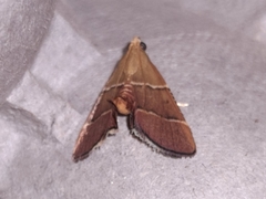 Stemmatophora flavicaput