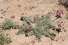 Astragalus tephrodes tephrodes