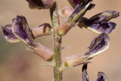 Astragalus tephrodes tephrodes