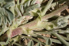 Astragalus tephrodes tephrodes