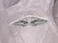 Pseudeuchlora kafebera