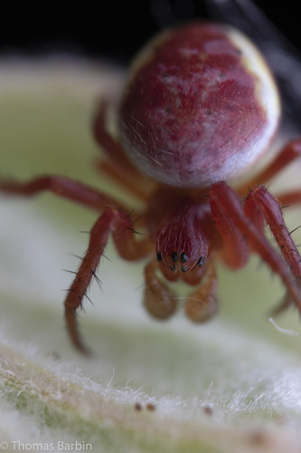 Representative image of Araniella