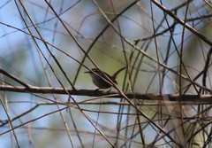 Thryomanes bewickii