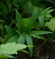 Maianthemum