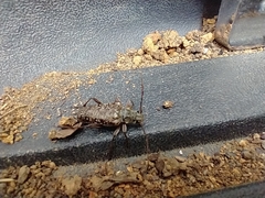 Anthophylax attenuatus