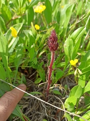 Orobanche foetida