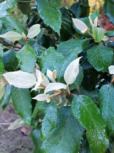 Curtisia (Curtisia dentata)